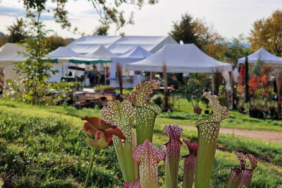 Festival culturel au domaine de St Marcel de Félines